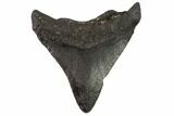 Juvenile Megalodon Tooth - Venice, Florida #97685-1